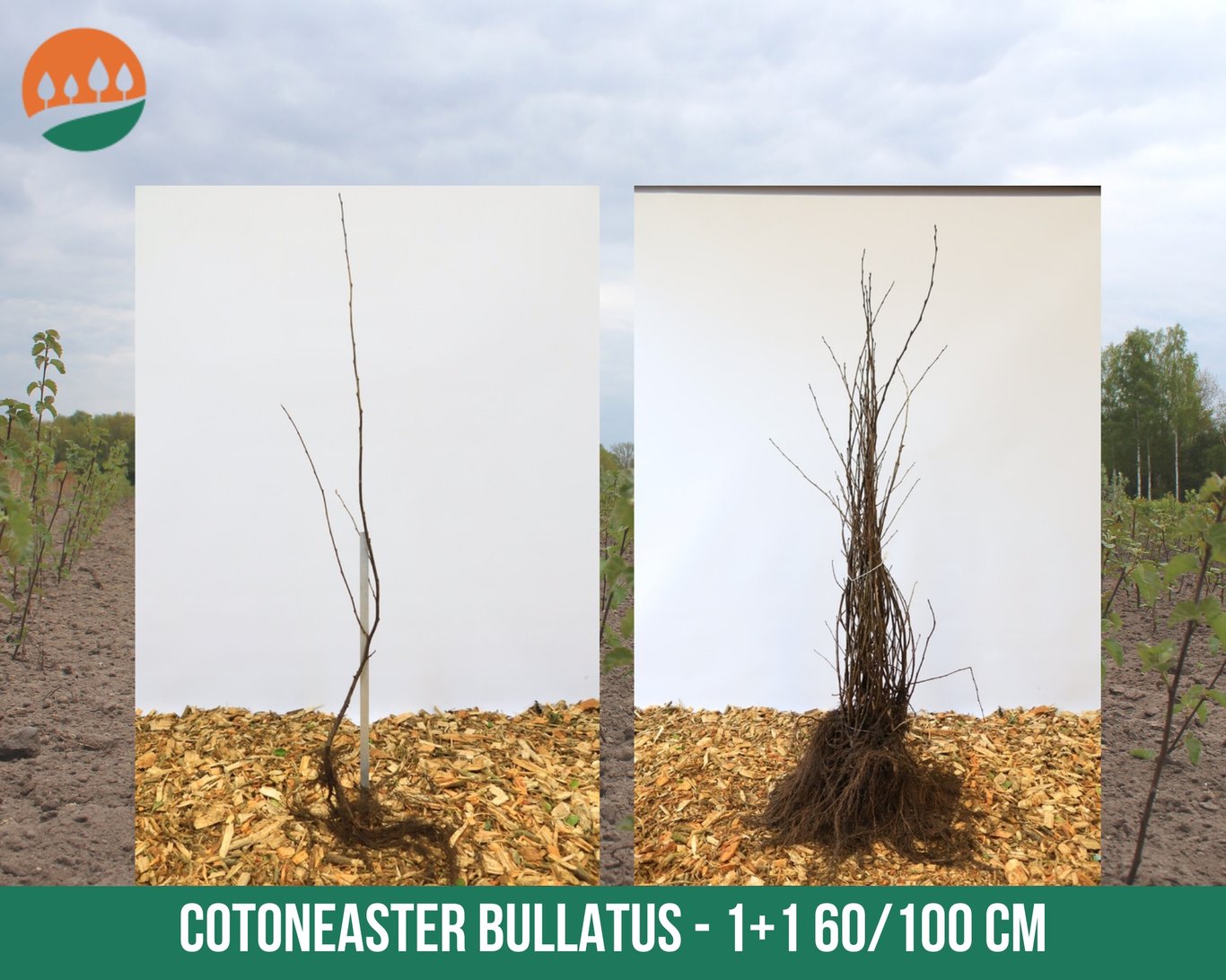 Cotoneaster bullatus - 60-100 CM bare root 1/1